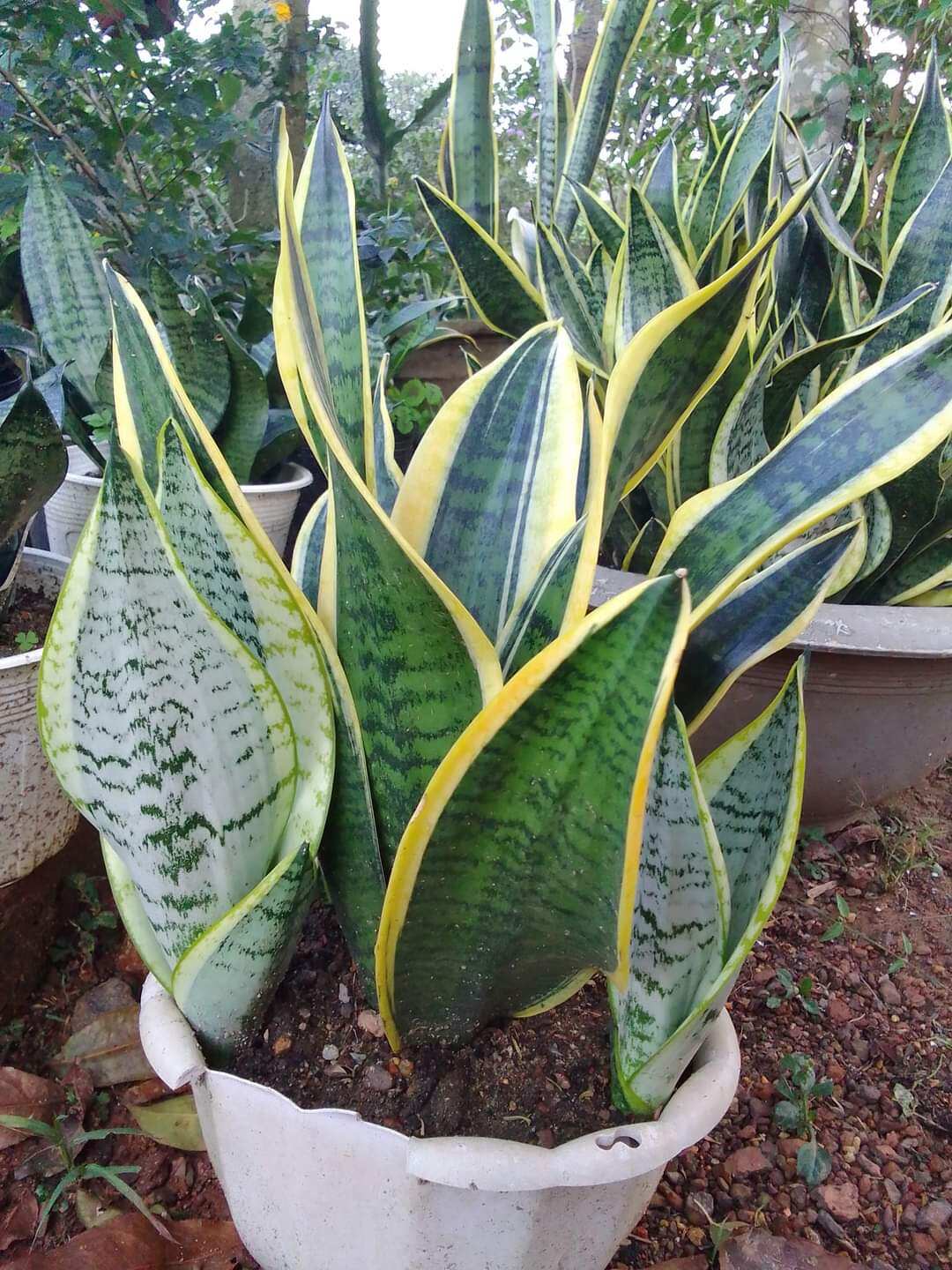 Lưỡi Hổ Búp Sen Lùn Để Bàn ( Không Chậu )