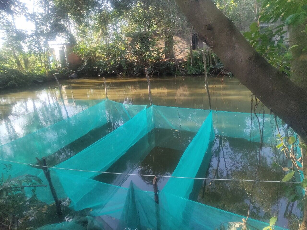 Mùng nuôi ếch 🐸 cá 1.5M x 2M x 1.5M Dây ( Ko Nắp)