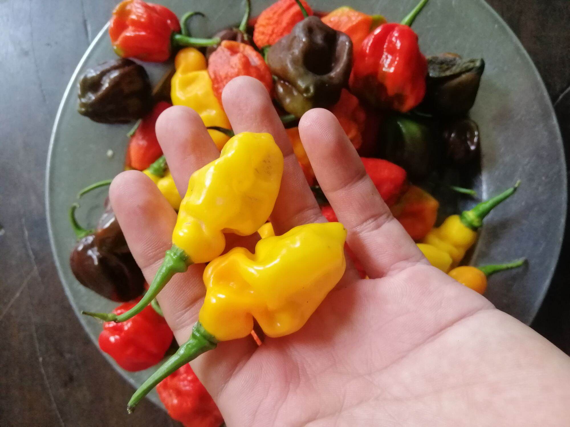 Trái ớt bonda tươi