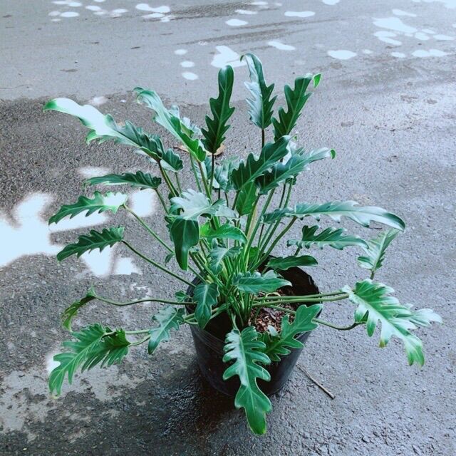 Cây trầu bà chân vịt