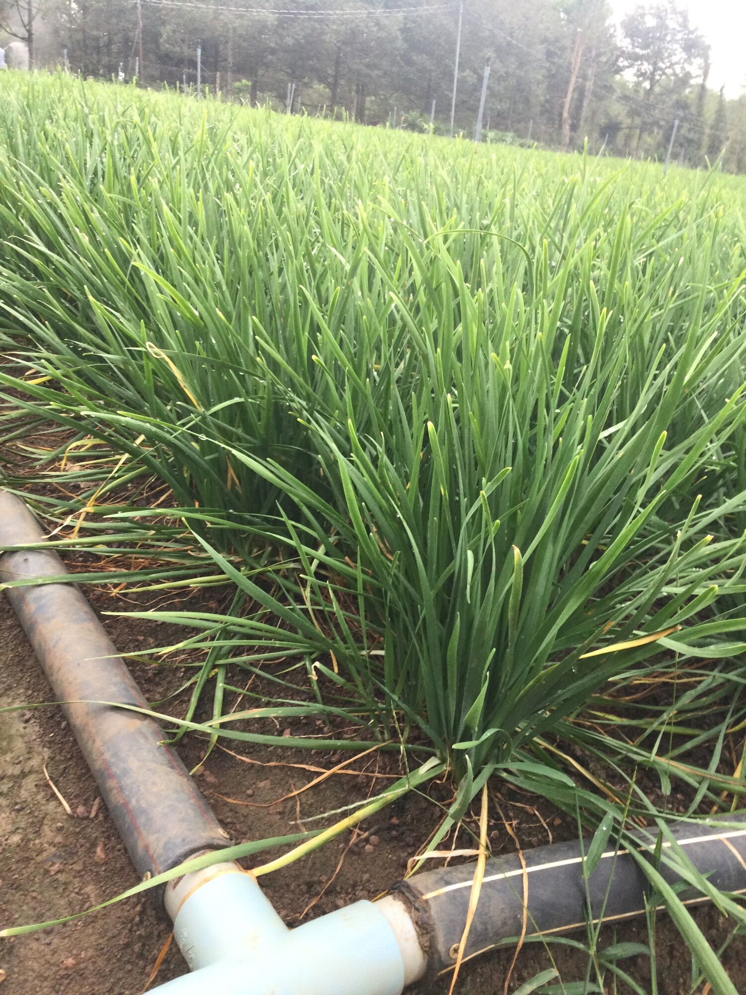 Củ giống cây rau hẹ trồng (5kg gốc hẹ giống 330k)