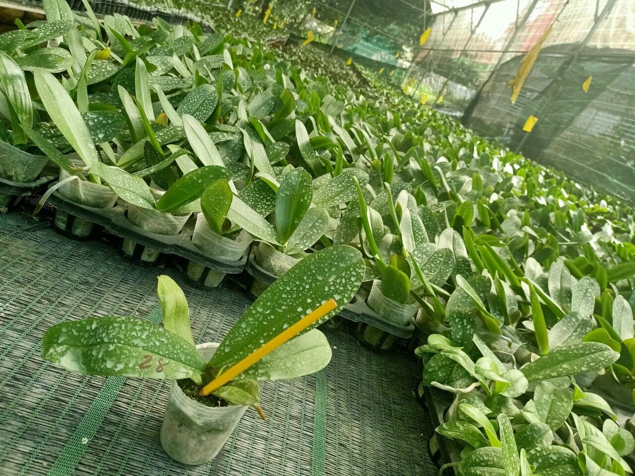 lan hđ giống cốc 2.5 màu số 28