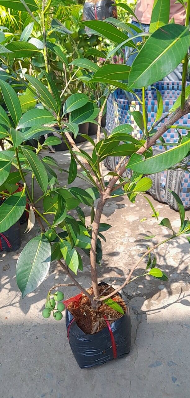 Cây thanh trà đang trái
