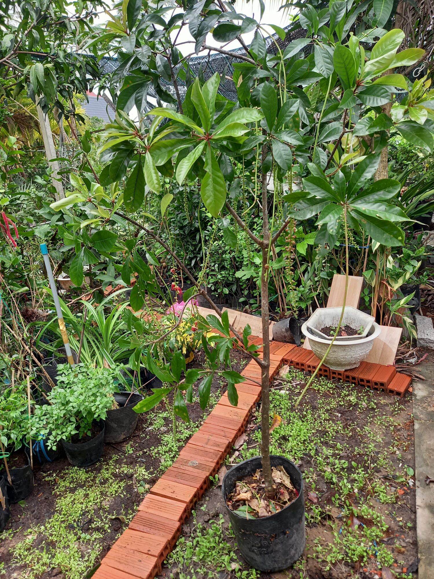 Cây lộc vừng lá nhỏ hoa đỏ