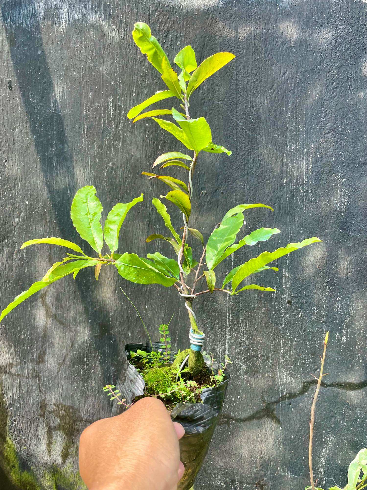 Mai giảo SIÊU BÔNG SÀI GÒN (bảo hành giống trọn đời)