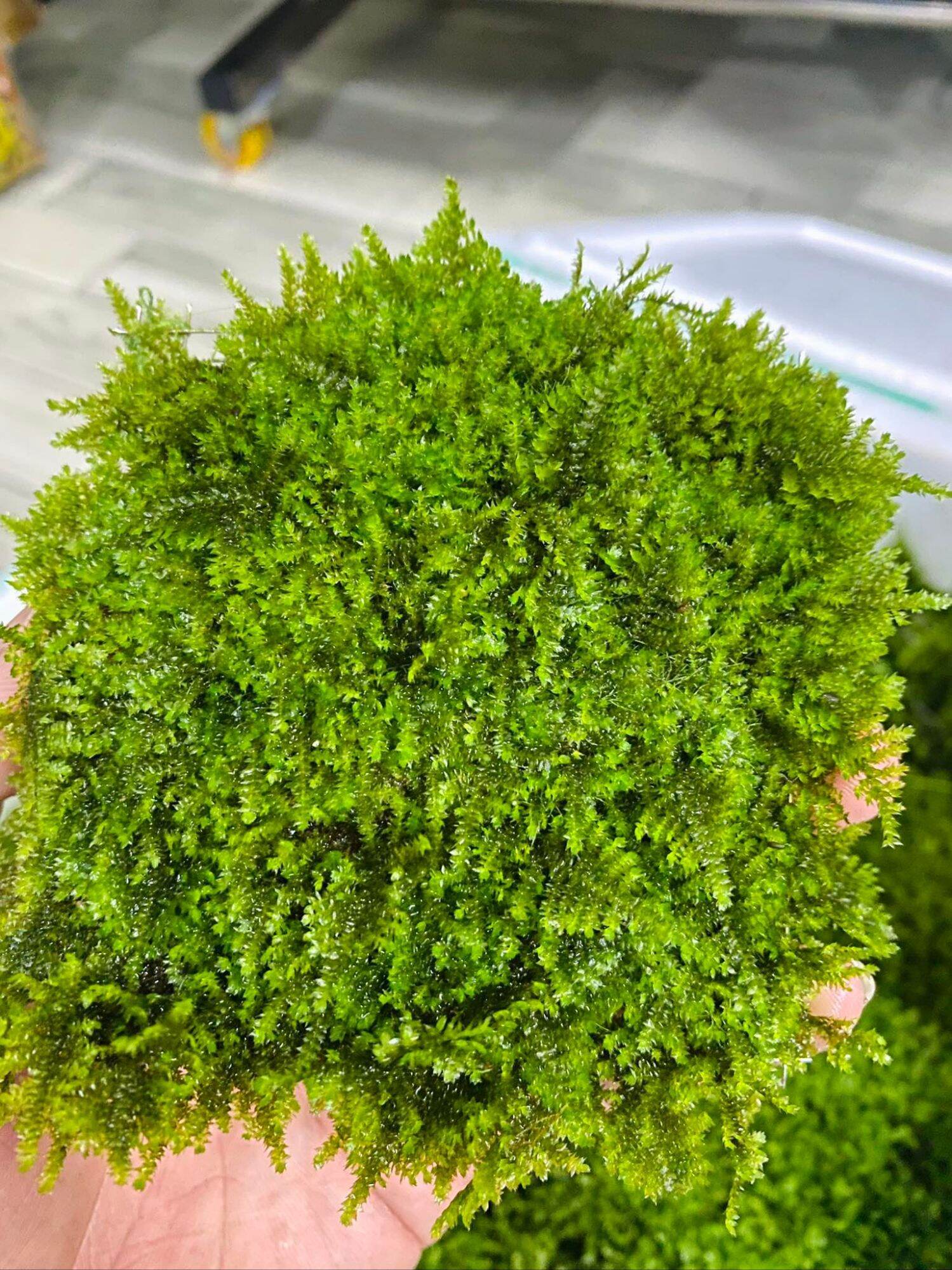 Rêu thủy sinh. Dùng để dán lên lũa Bonsai, gỗ lũa, đá. Vỉ 10x10 cm