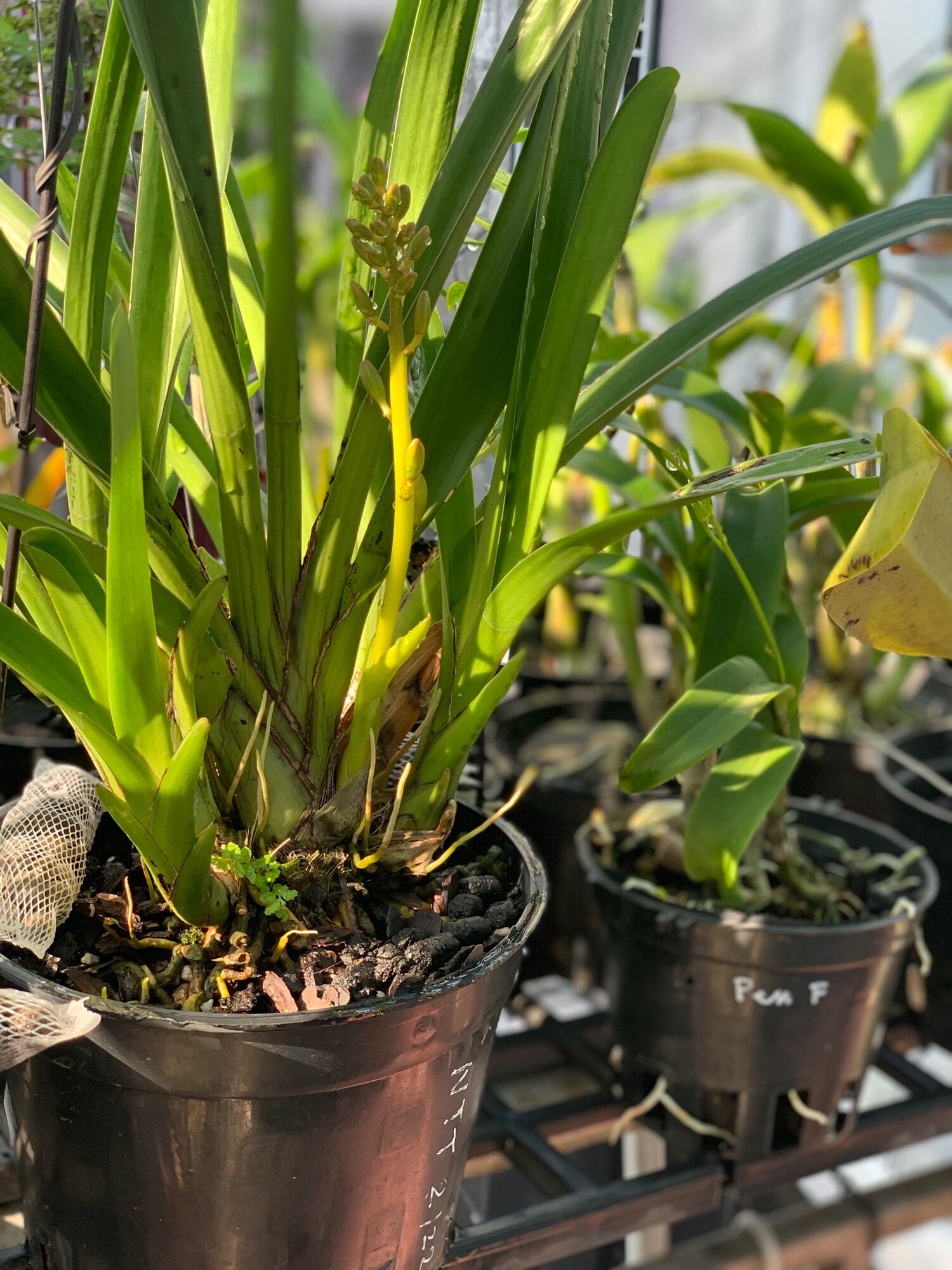 Phân bón lá bổ Trung lượng AC Masun