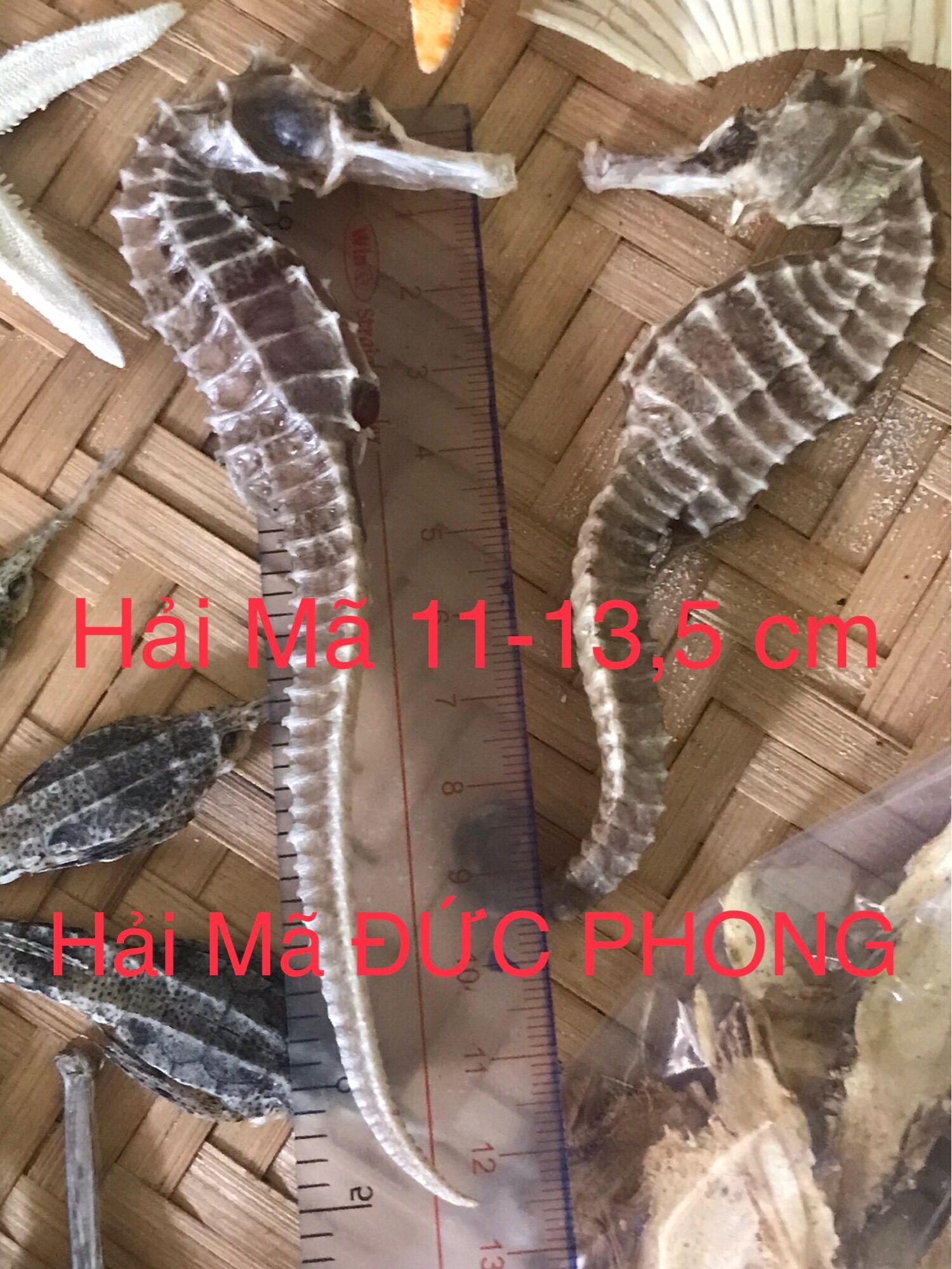 Combo Tu H.ải Lo.ng Vương 950k/ 1 combo (Hai Ma 12-13,5 cm 2 con,…)