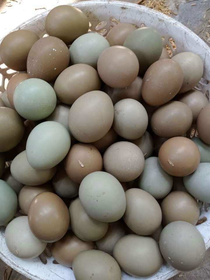 10 Trứng chim trĩ so