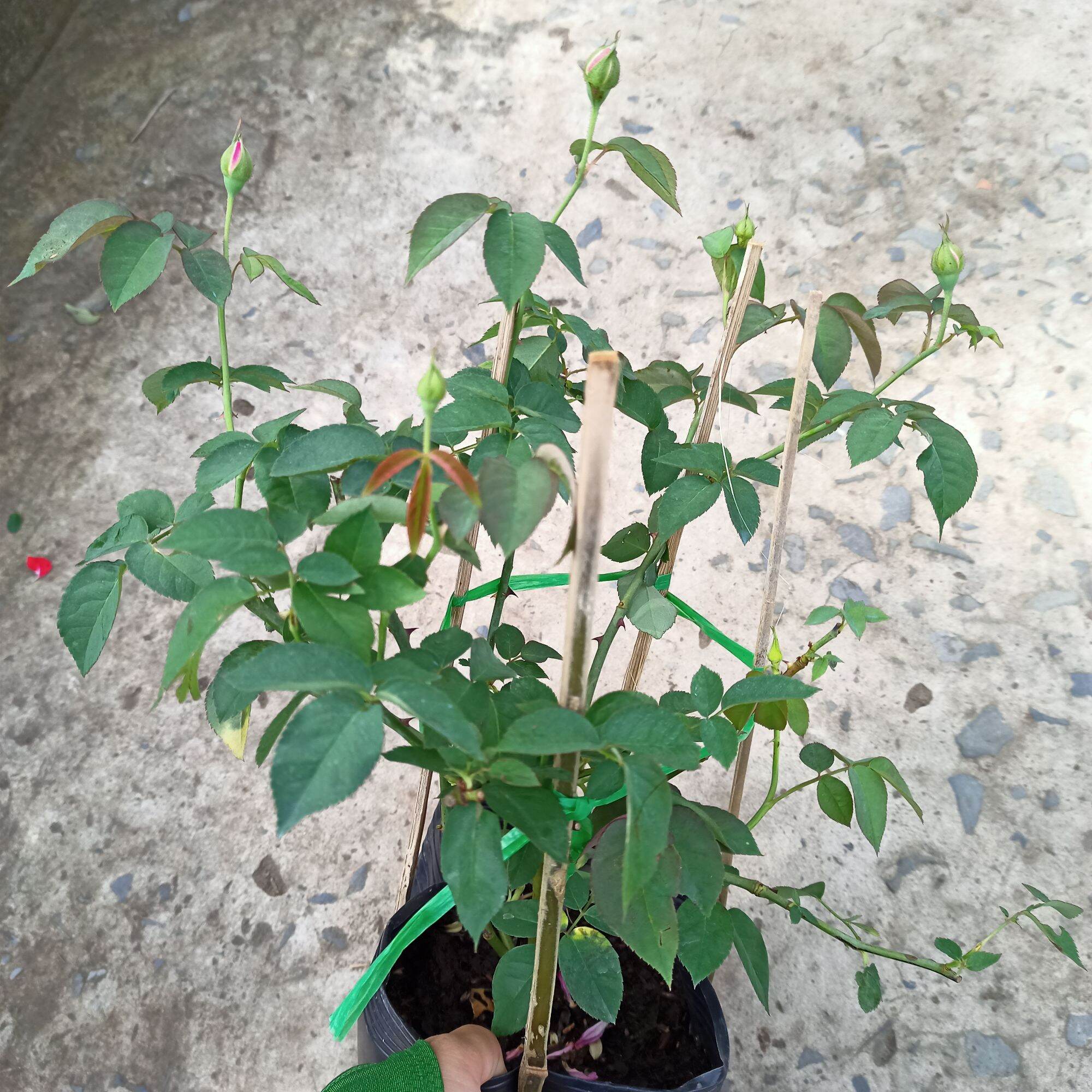Chậu cây hoa hồng tường vy siêu nụ