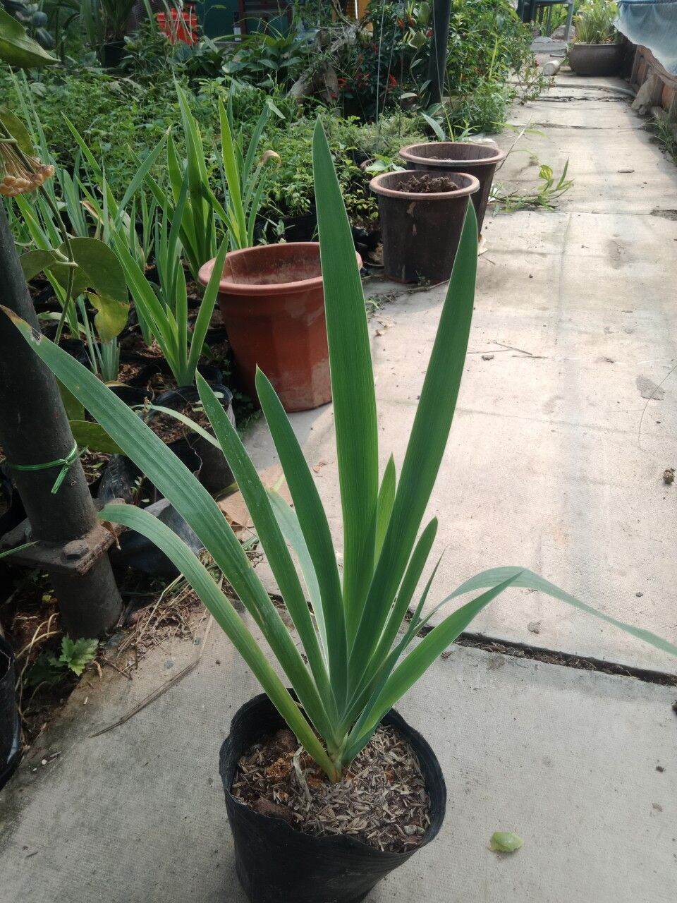 2 bầu cây xạ can