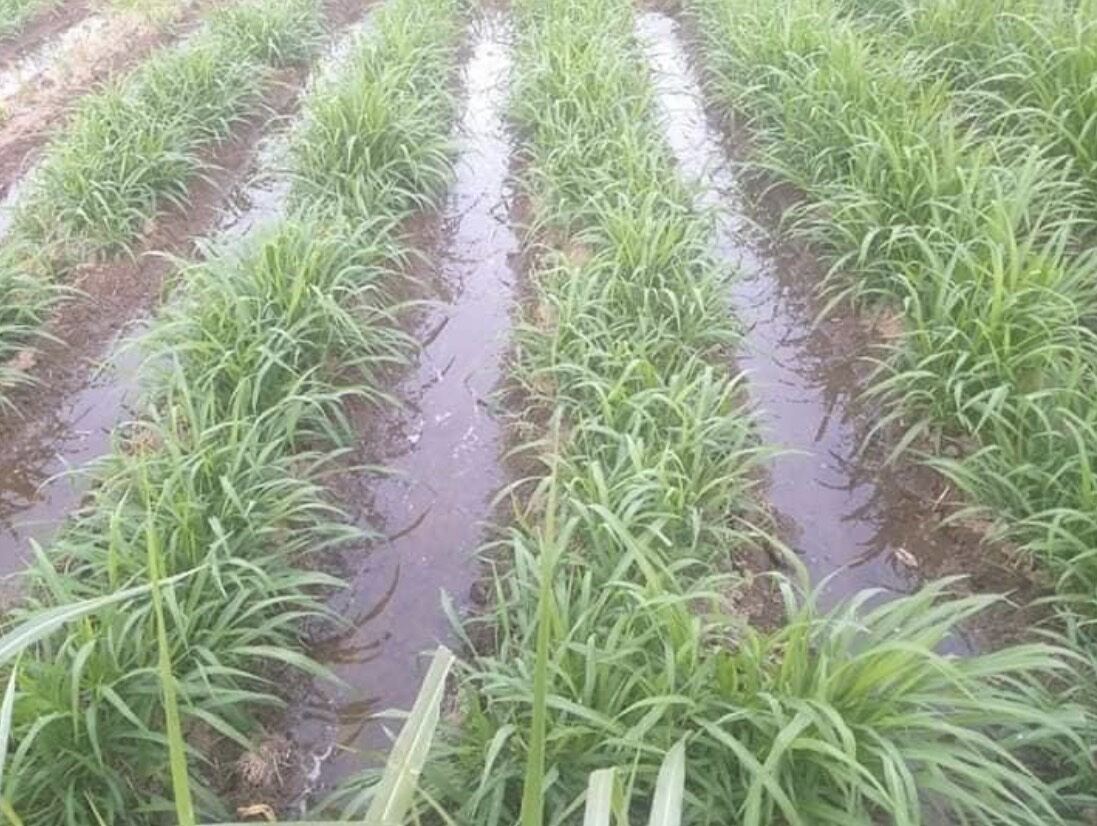 cỏ chịu ngập úng PASPALUM 200g