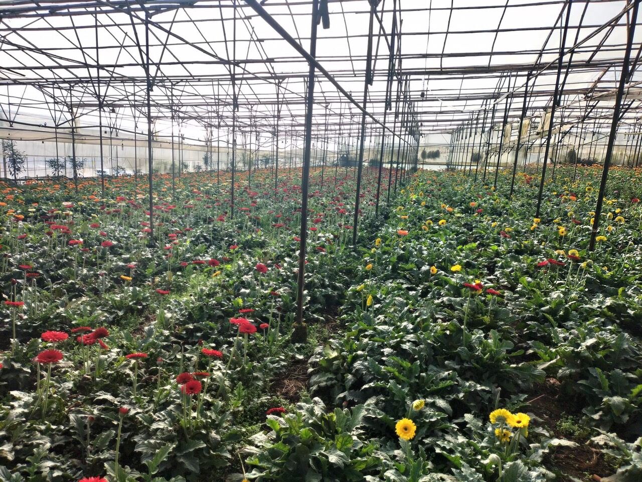Bụi hoa đồng tiền