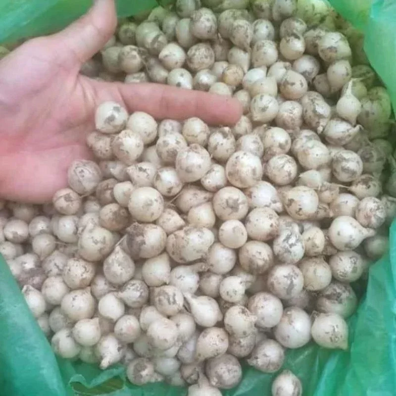 hành tăm( củ nén) loại to đẹp 1kg