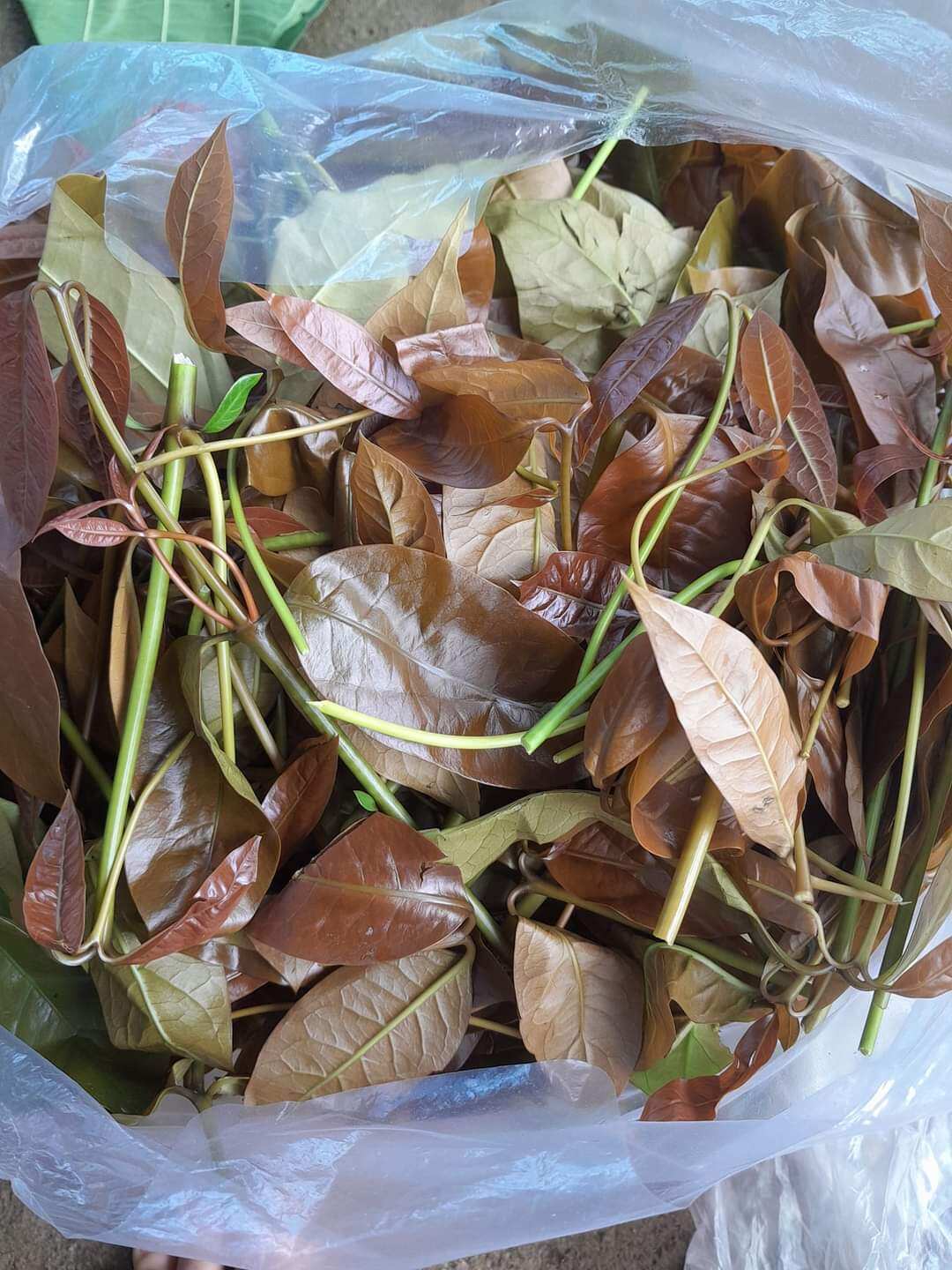 RAU NHÍP HÁI RỪNG - SHOP K'LONG