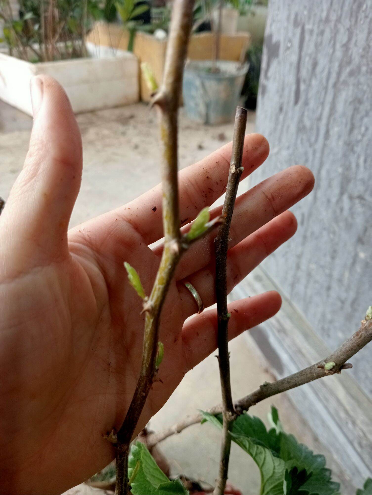 Cây giống Táo đào vàng