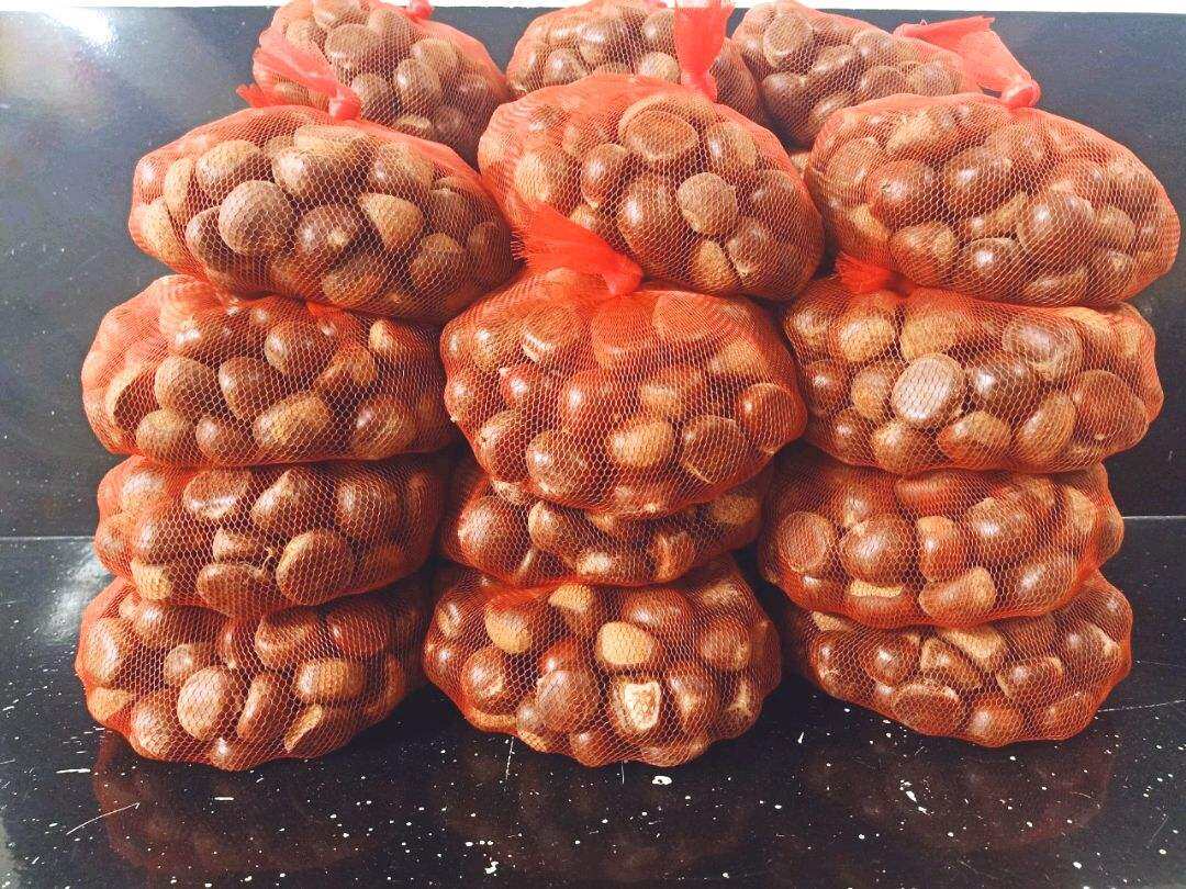 Combo 2kg hạt dẻ sống Sapa Hạt dẻ đầu mùa