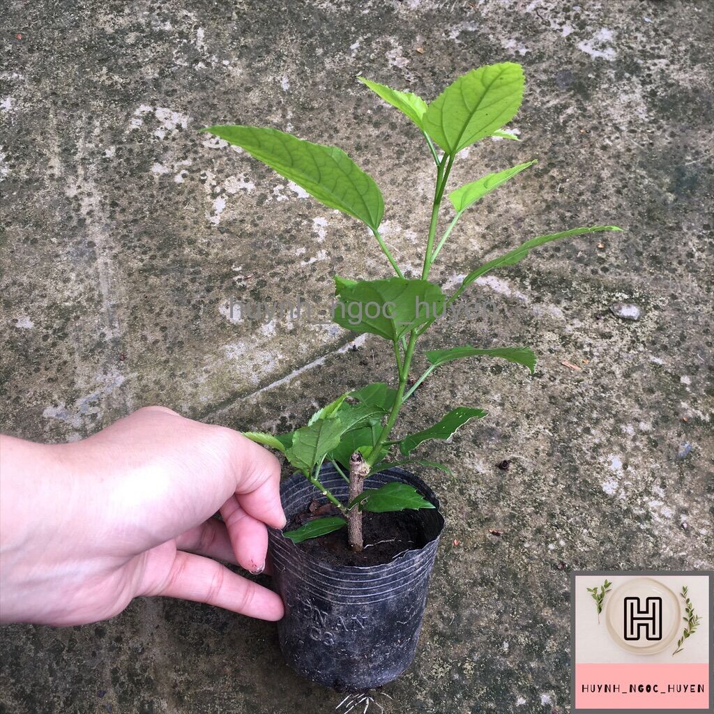 Cây giống râm bụt lồng đèn cổ cánh phượng