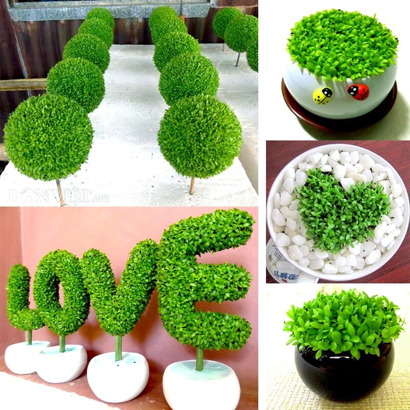 Hạt cỏ may mắn 500 hạt giống chất lượng