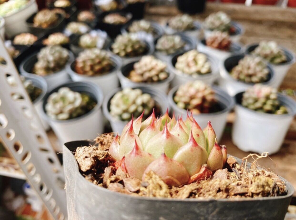 Sen đá vân mai vuốt đỏ - giống mới