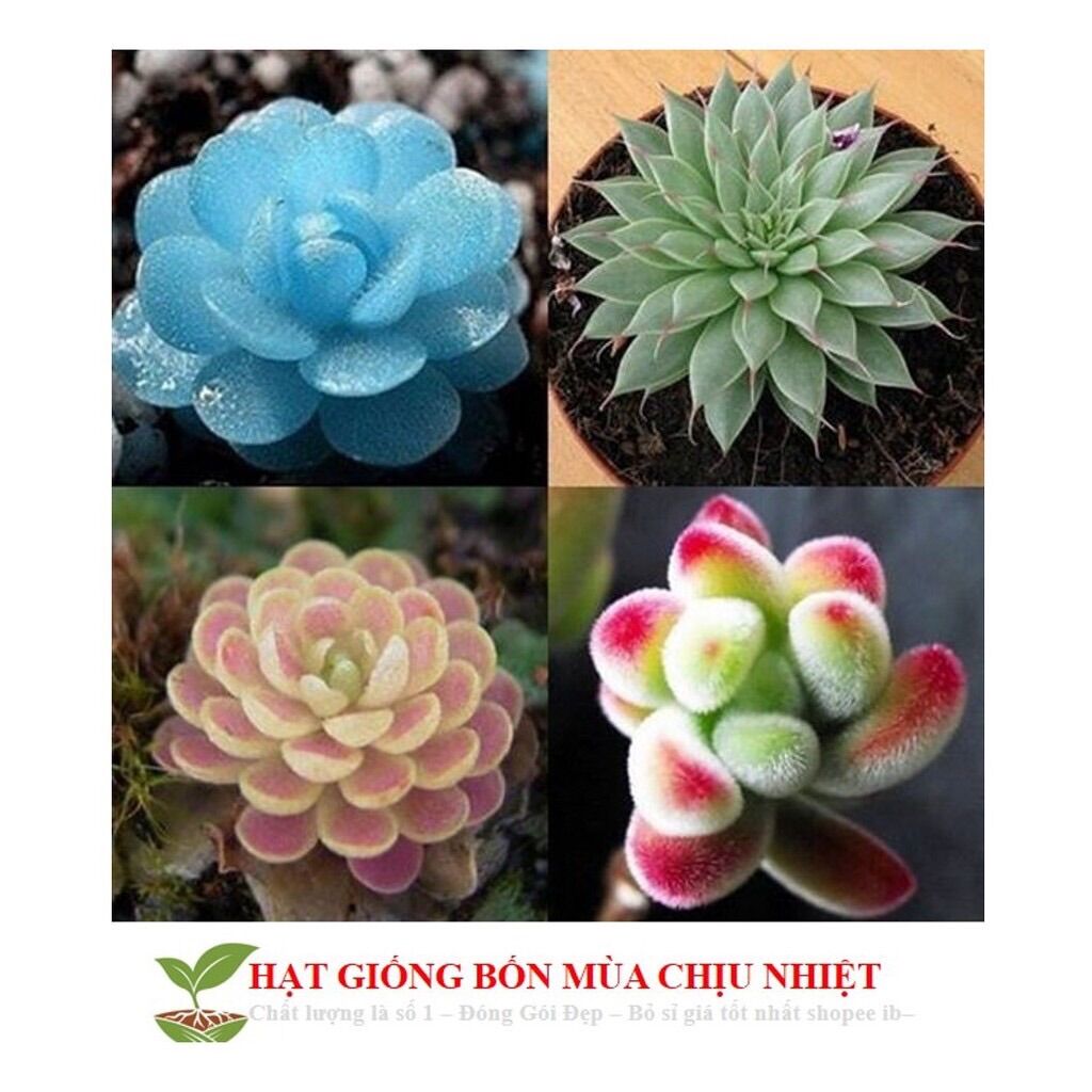 Hạt giống sen đá kim cương sỉ 10k gói 30 hạt