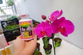 kích hoa phong lan