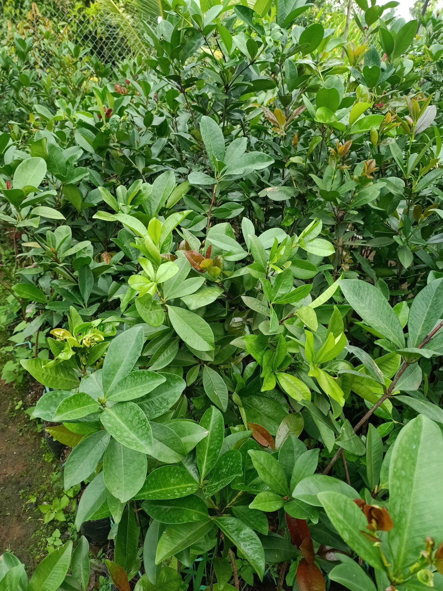 cây cherry Brazil chịu nhiệt