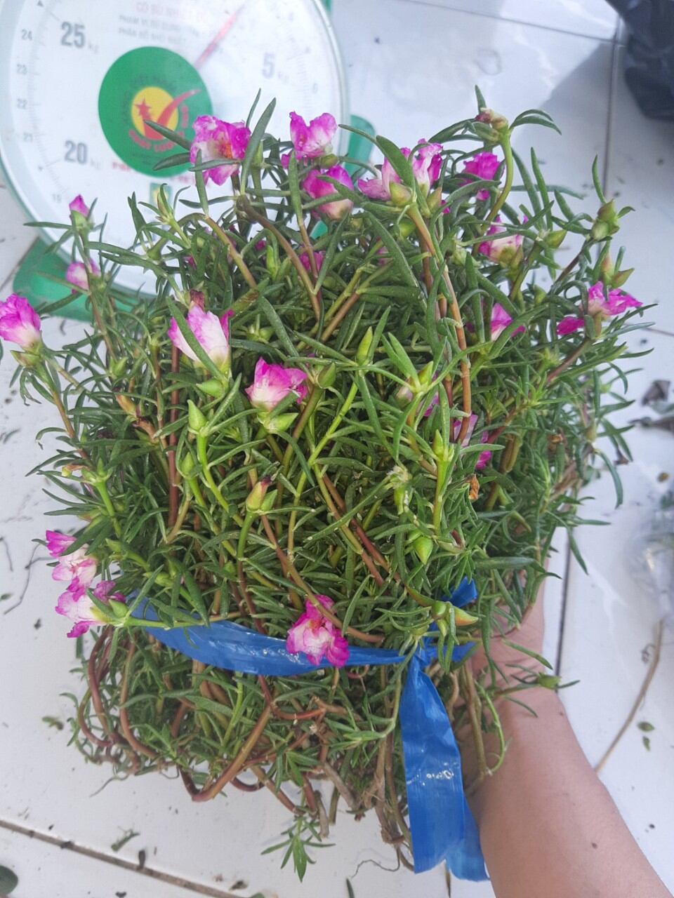 Cành mười giờ màu đỏ 50 cành 30k