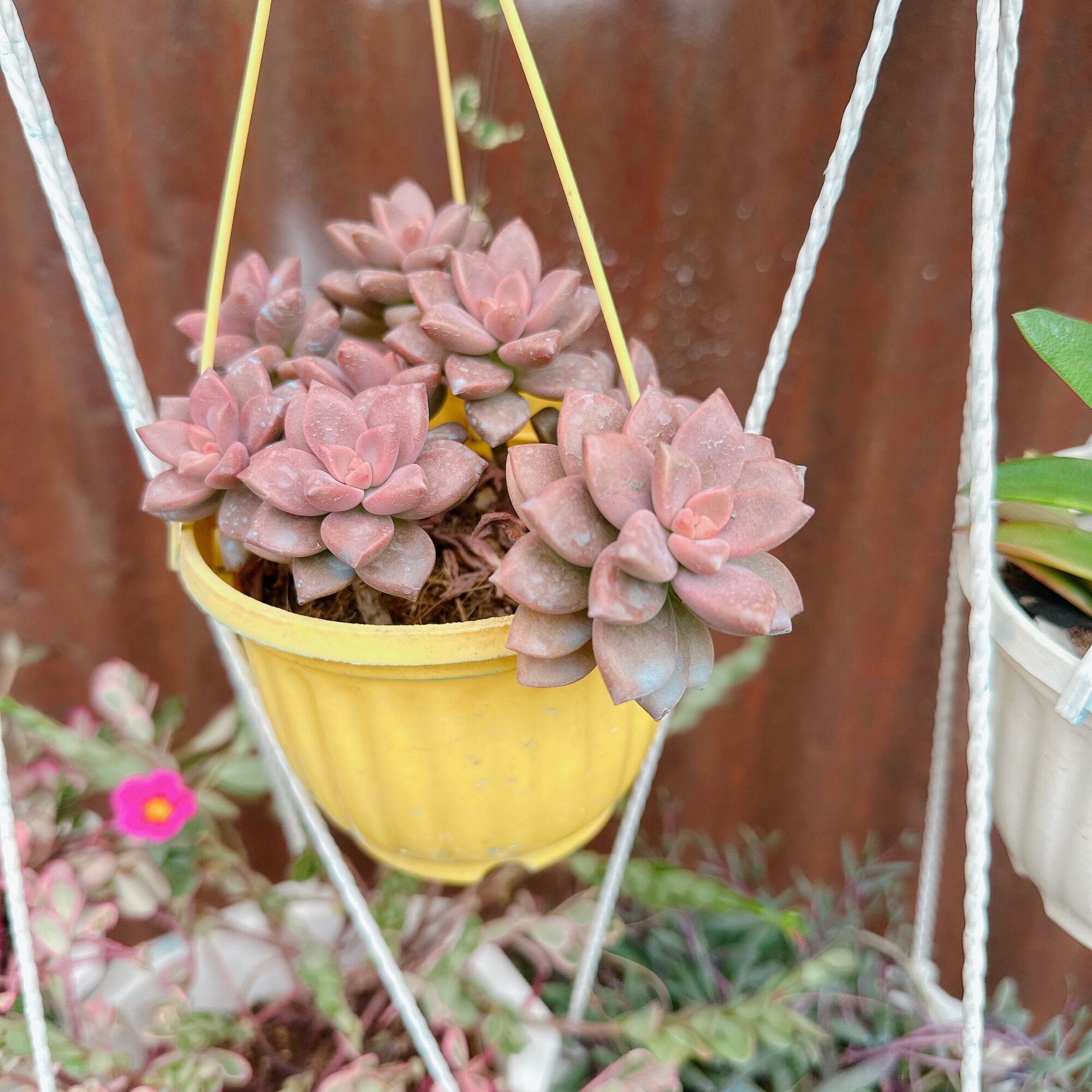 Sen đá đá nâu chậu treo size trung 5-7cm