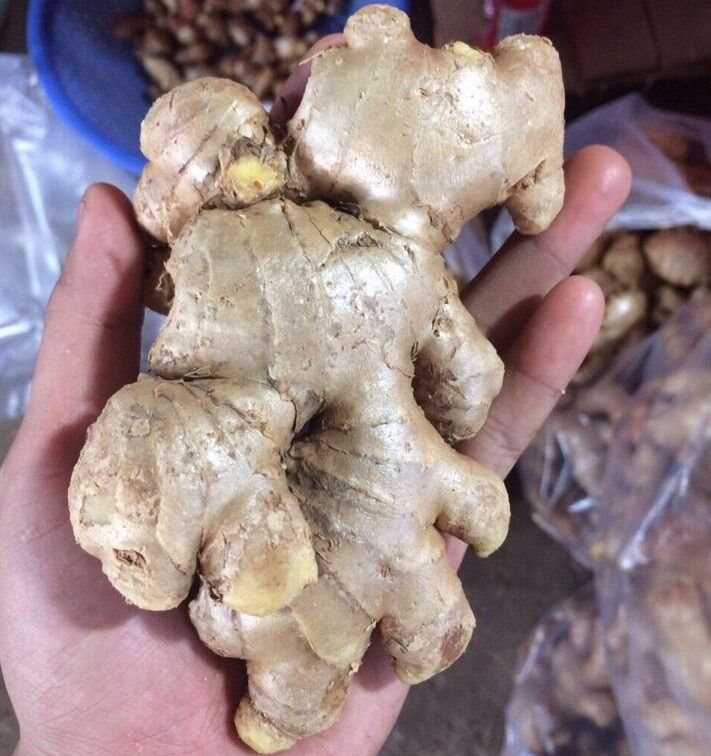 1kg gừng tươi già- gừng cựu
