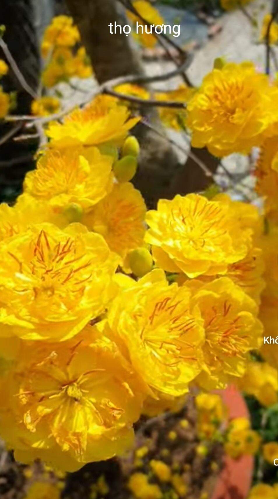 combo 2 mai ghép góc nhớt ,1 đại lộc ,1 cúc thọ hương ghép 2 năm tuổi,tặng 1 dảo phú tấn