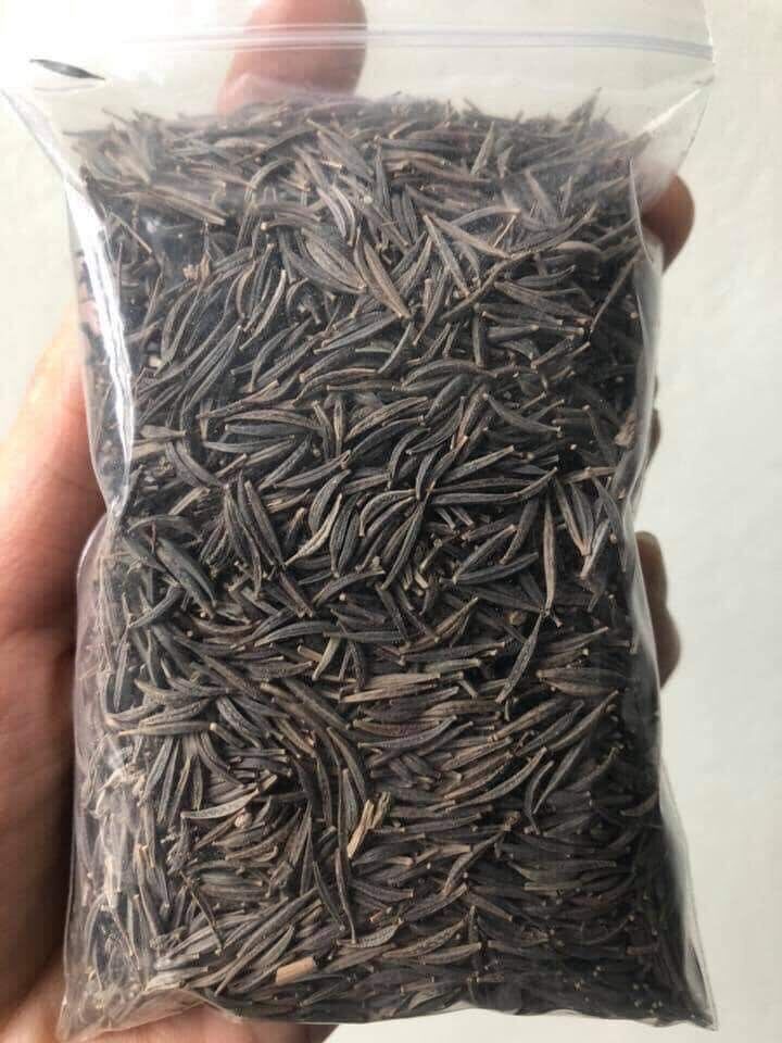 Hạt giống hoa sao nhái