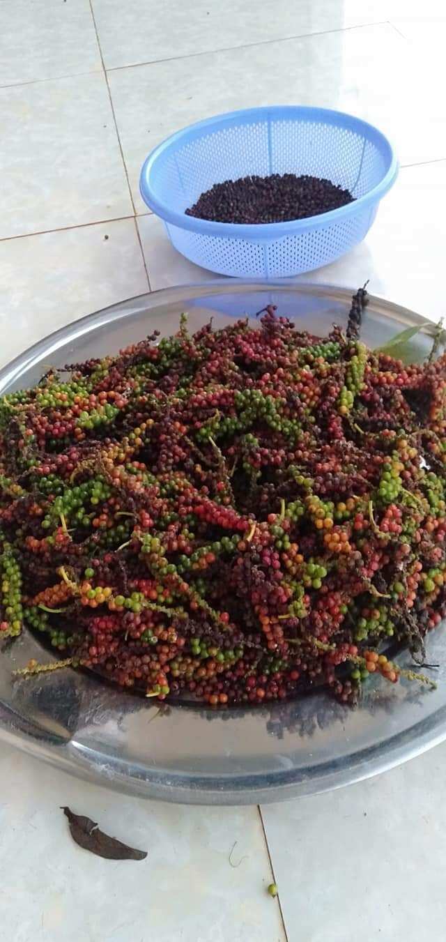 500gr hạt tiêu đen chín đỏ Đăk Lăk giá sỉ