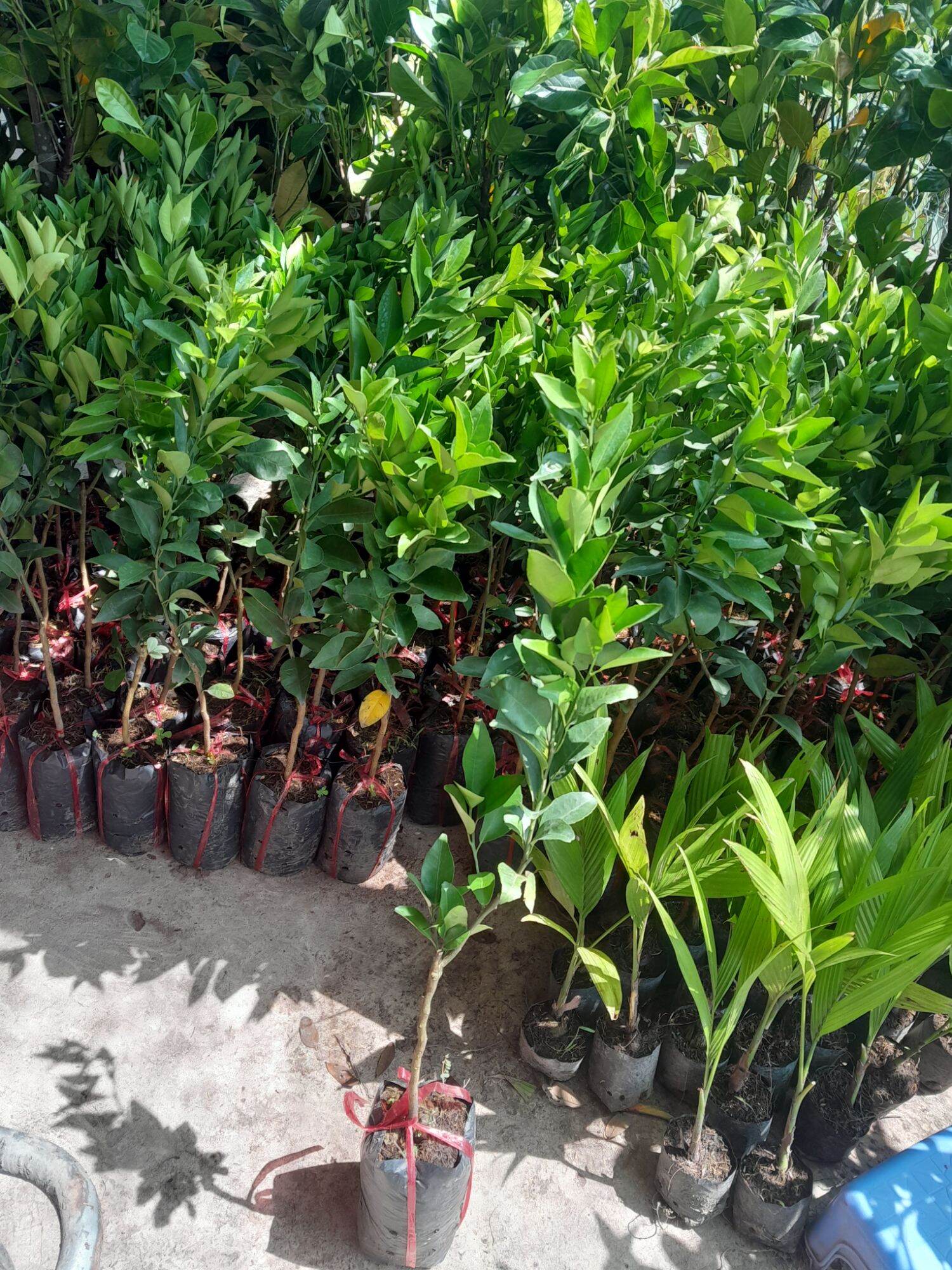 Quy Duong Seedling Tree