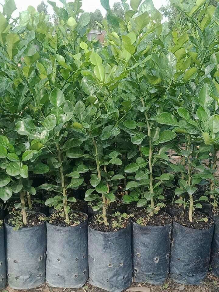 1kg Lá Chúc An Giang