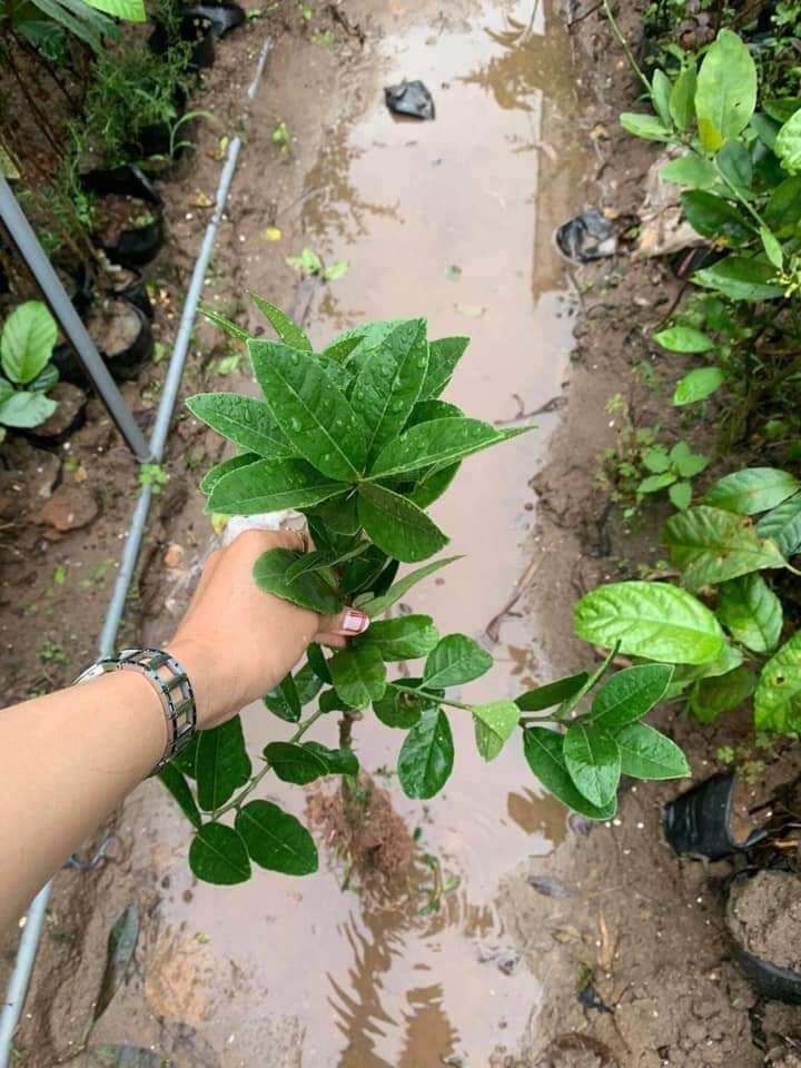CÂY GIỐNG PHẬT THỦ SIÊU SỚM