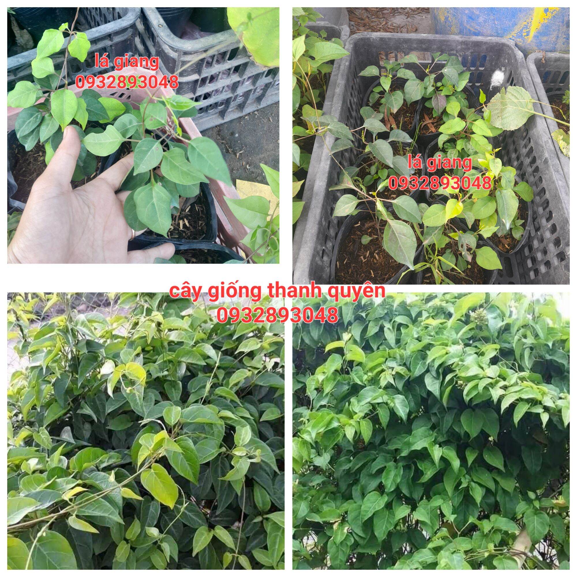 Cây giống lá giang,cây vô chậu lớn bầu ra rể ổn định