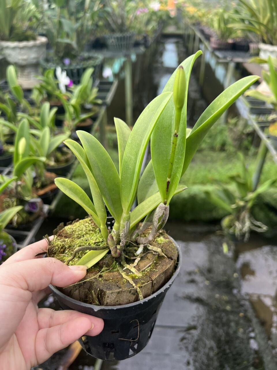 Hoa Lan Brass Hawaii thơm đang nụ đẹp