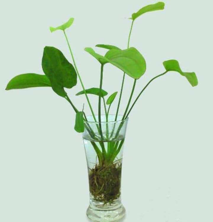 Cây giống bách thủy tiên