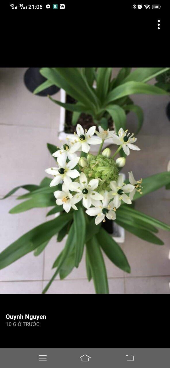 Củ hoa thiên Nga mắt ngọc