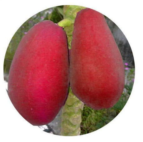 Hạt đu đủ vỏ đỏ 10 hạt giống  nhập