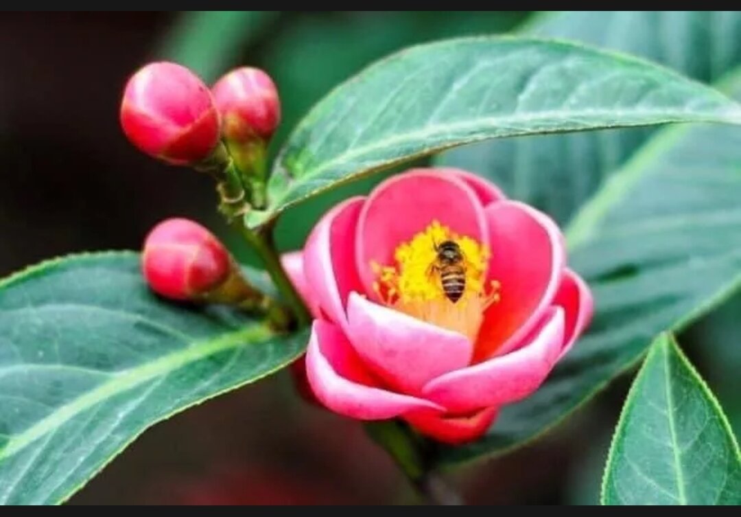 Cây giống hoa hải đường