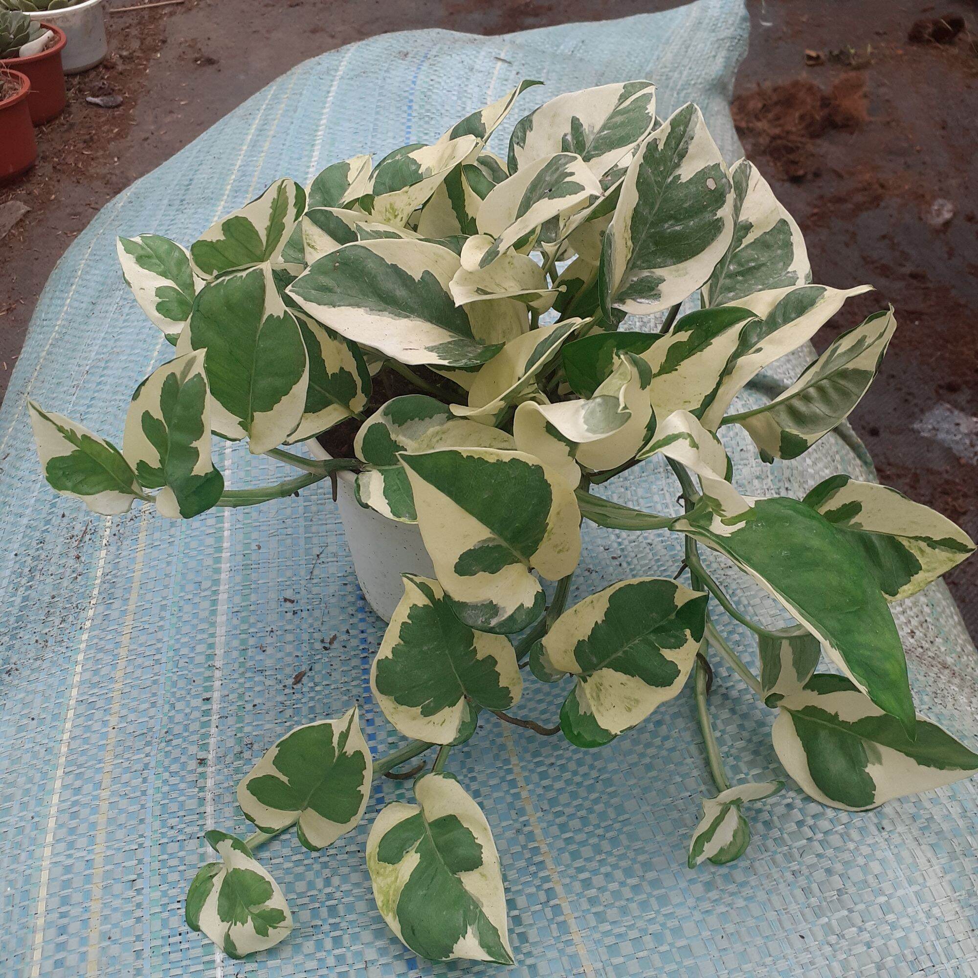 Trầu bà sữa chậu trung