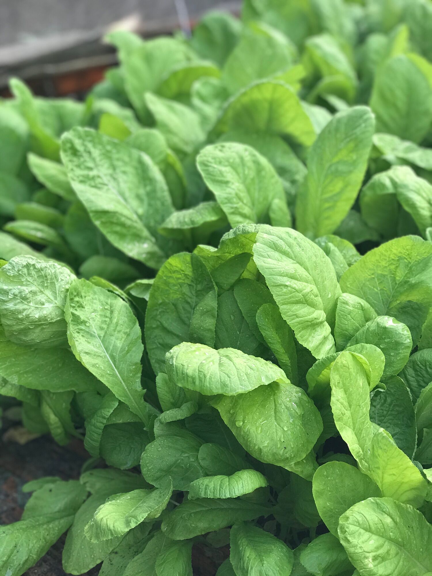 túi 20gram Hạt giống cải mơ trồng quanh năm
