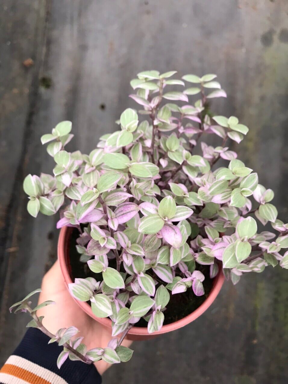 Cây Thài Lài Pink Lady