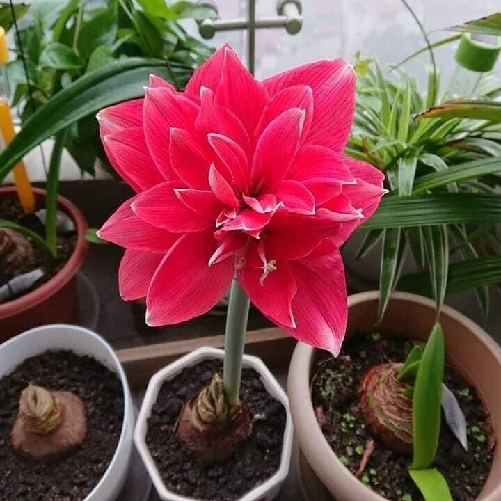 Củ Hoa Lan Huệ Kép(5 củ)