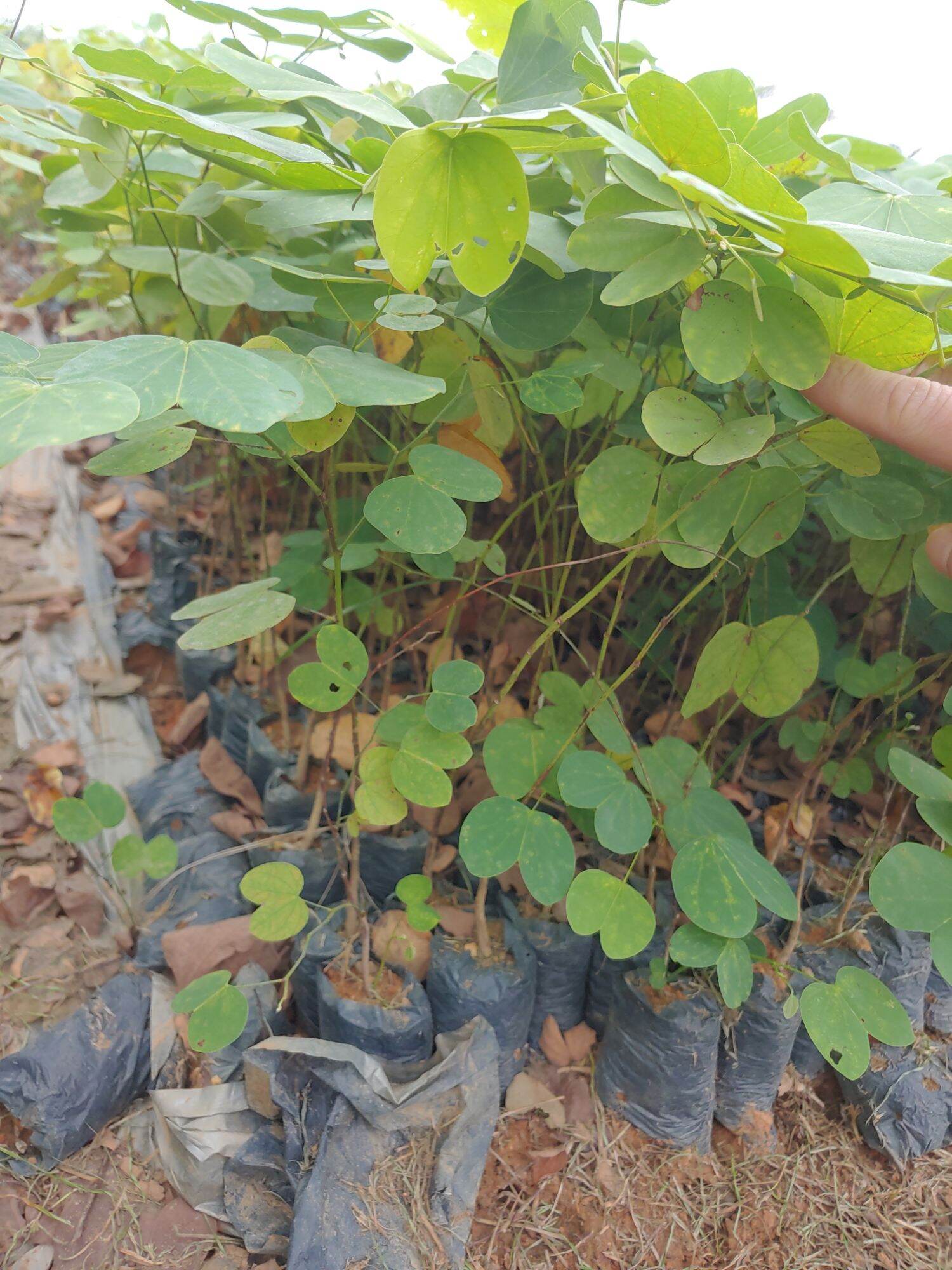 Cây giống Ban Tím Tây Bắc ( mua 10 tặng 1)