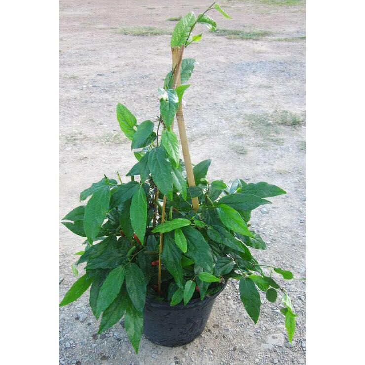 cây tiêu lốp kho cá kho thịt cực ngon