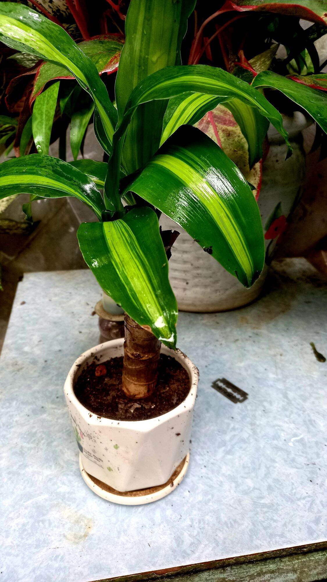Cây thiết mộc lan mini để bàn. gửi cây bầu hình 2