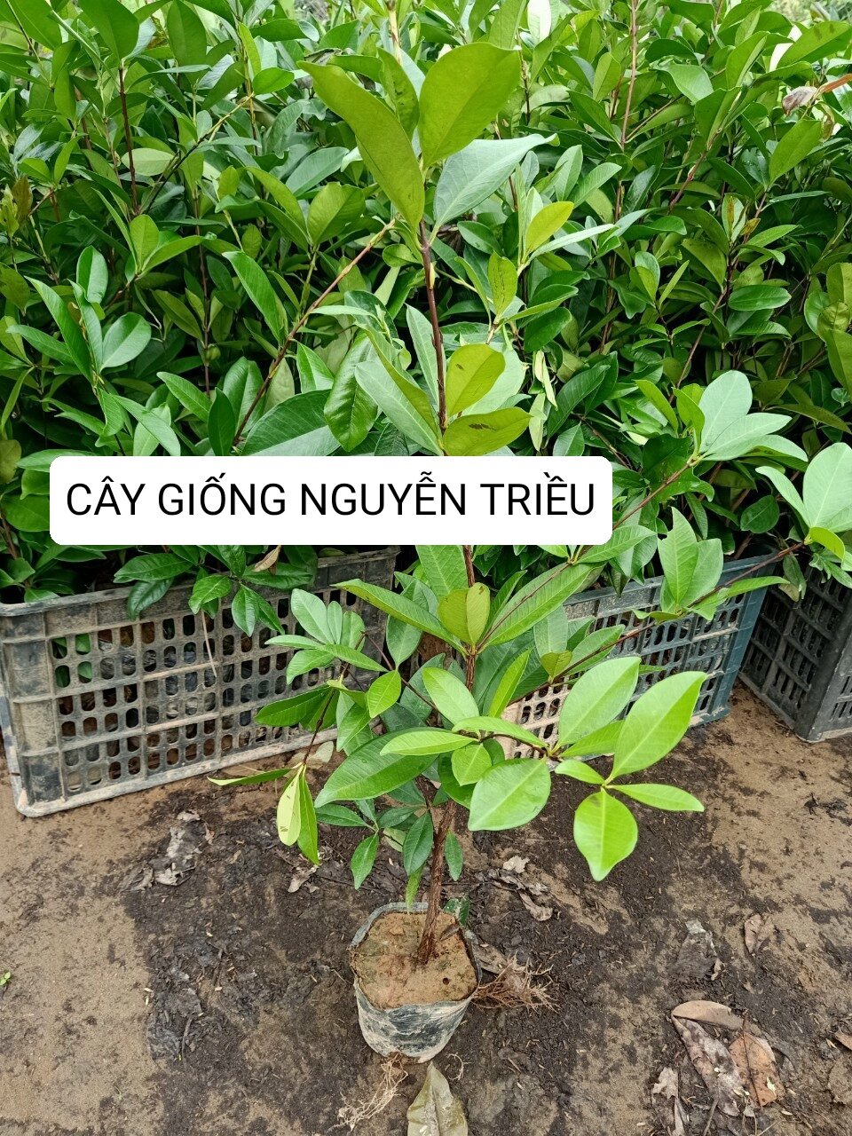 Cây giống cherry brazil cao 50-70cm